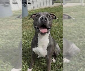 American Bulldog Dogs for adoption in Rosenberg, TX, USA