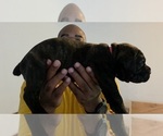 Puppy Puppy 3 Cane Corso