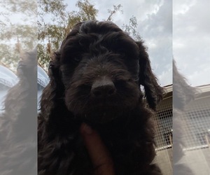 Goldendoodle-Poodle (Standard) Mix Puppy for sale in SCOTTSDALE, AZ, USA