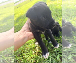Potter (Harry Potter Litter) - Male Labrador Retriever-Unknown Mix Dog for Adoption - Photo #3