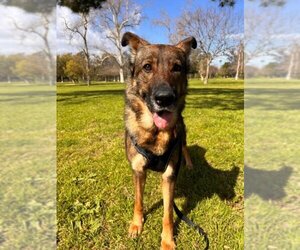 German Shepherd Dog Dogs for adoption in Burbank, CA, USA