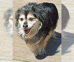 Small #9 Cocker Spaniel-Pembroke Welsh Corgi Mix