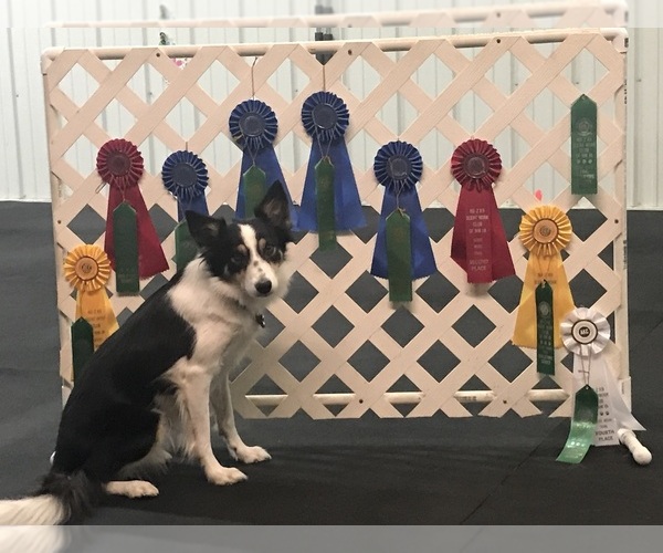 Medium Photo #1 Border Collie Puppy For Sale in FRANKFORT, IL, USA