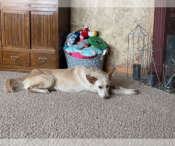 Medium Photo #6 Golden Retriever-Unknown Mix Puppy For Sale in Minneapolis, MN, USA