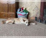 Small #5 Golden Retriever Mix