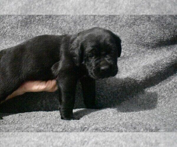 Medium Photo #1 Cane Corso Puppy For Sale in TOLEDO, OH, USA