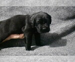 Small Photo #1 Cane Corso Puppy For Sale in TOLEDO, OH, USA