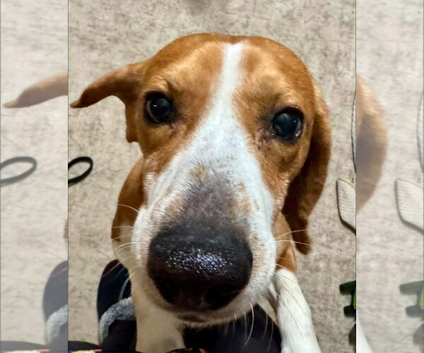 Medium Photo #1 Beagle Puppy For Sale in Alexander, AR, USA