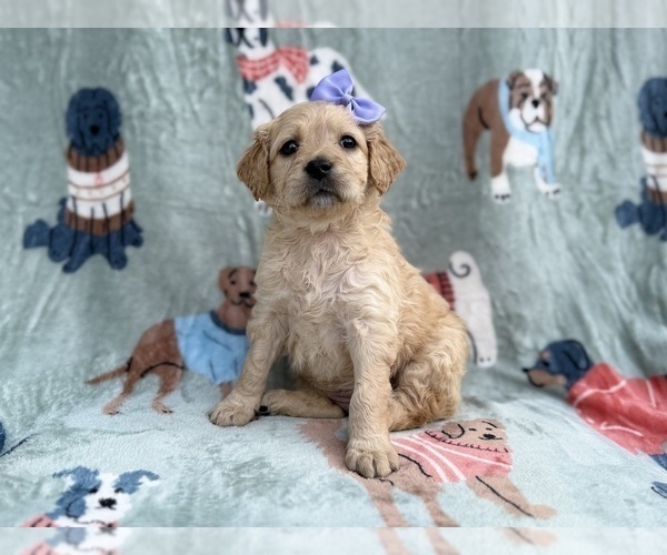 Medium Photo #3 Goldendoodle Puppy For Sale in LAKELAND, FL, USA