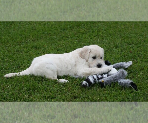 Medium Photo #3 English Cream Golden Retriever Puppy For Sale in MARSHFIELD, WI, USA