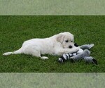 Small #2 English Cream Golden Retriever
