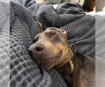 Small #8 Doberman Pinscher