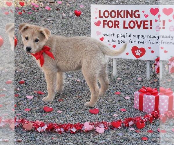 Medium Photo #3 Shiba Inu-Unknown Mix Puppy For Sale in Yardley, PA, USA