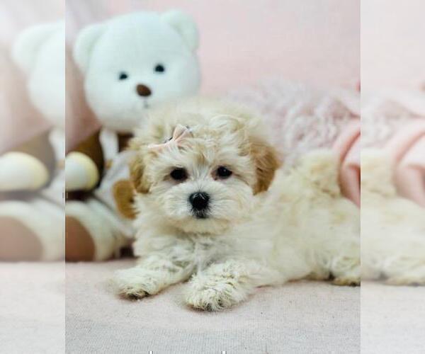 Medium Photo #7 Maltese Puppy For Sale in DALLAS, TX, USA