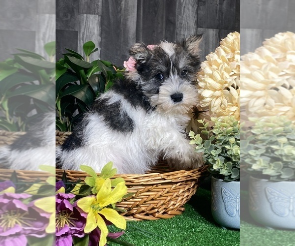 Medium Photo #3 Schnauzer (Miniature) Puppy For Sale in CANOGA, NY, USA