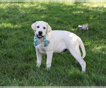 Small #2 Labrador Retriever