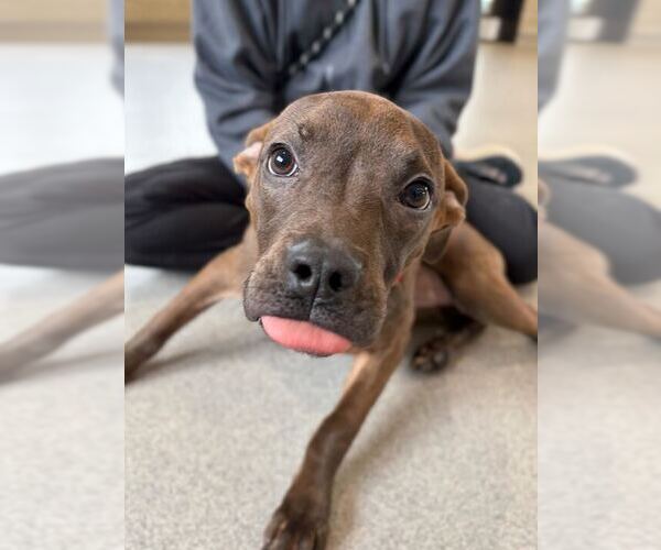 Medium Photo #2 Mutt Puppy For Sale in Jefferson, WI, USA