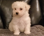 Small Photo #2 Bichon Frise Puppy For Sale in JURUPA VALLEY, CA, USA