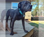 Small #3 Labrador Retriever Mix