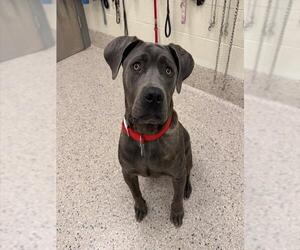 Mutt Dogs for adoption in Brighton, CO, USA