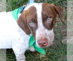 Lasagna - Male Dachshund-Pointer Mix Dog for Adoption - Photo #10