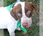Small Photo #10 Dachshund-Pointer Mix Puppy For Sale in Washington, DC, USA