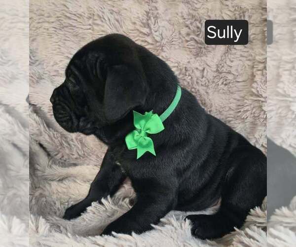 Medium Photo #1 Cane Corso Puppy For Sale in MINERAL WELLS, WV, USA