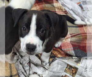 Border Collie-Unknown Mix Dogs for adoption in House Springs, MO, USA