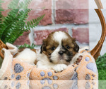Small #15 Shih Tzu