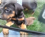 Small Photo #7 Doberman Pinscher Puppy For Sale in PASCO, WA, USA