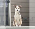 Small #1 Mutt