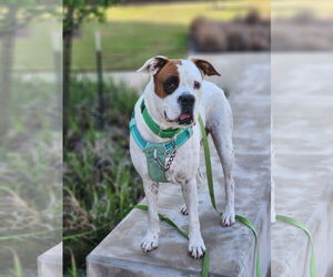 Boxer-Unknown Mix Dogs for adoption in Rosenberg, TX, USA