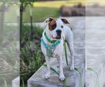 Small Boxer Mix