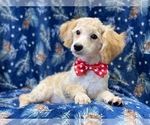 Small Photo #11 Poodle (Miniature) Puppy For Sale in LAKELAND, FL, USA