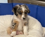 Small Photo #1 Miniature Australian Shepherd Puppy For Sale in FORT MYERS, FL, USA