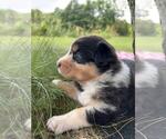 Small #4 Australian Shepherd