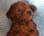 Small Photo #4 Poodle (Toy) Puppy For Sale in PORTLAND, OR, USA