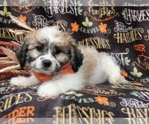 Zuchon Puppy for sale in LAKELAND, FL, USA