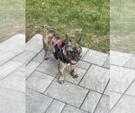 Small #3 French Bulldog