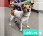 Small #1 Jack Russell Terrier
