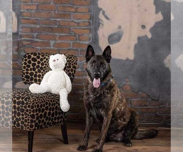 Medium Photo #3 Dutch Shepherd -German Shepherd Dog Mix Puppy For Sale in Iroquois, IL, USA