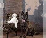 Small #2 Dutch Shepherd -German Shepherd Dog Mix
