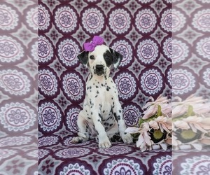 Dalmatian Puppy for sale in QUARRYVILLE, PA, USA