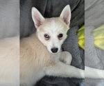 Small Photo #74 Pomsky Puppy For Sale in LOVELAND, CO, USA