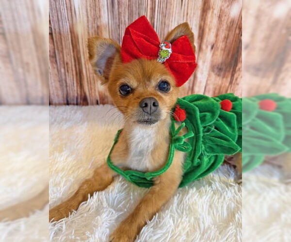 Medium Photo #2 Pomeranian-Unknown Mix Puppy For Sale in Arlington, VA, USA