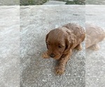 Small Photo #10 Cockapoo Puppy For Sale in STREATOR, IL, USA
