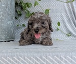 Small Photo #42 Poodle (Toy) Puppy For Sale in GOSHEN, IN, USA