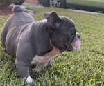 Small Photo #2 Bulldog Puppy For Sale in MISSOURI CITY, TX, USA