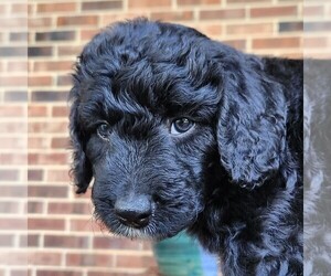 Aussiedoodle Puppy for sale in COLUMBIA, TN, USA