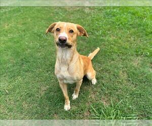 Labrador Retriever-Unknown Mix Dogs for adoption in Grovetown, GA, USA